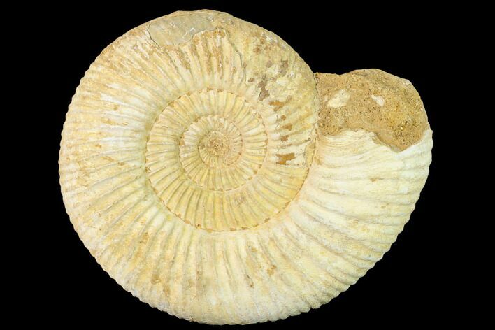 Jurassic Ammonite (Perisphinctes) Fossil - Madagascar #140424
